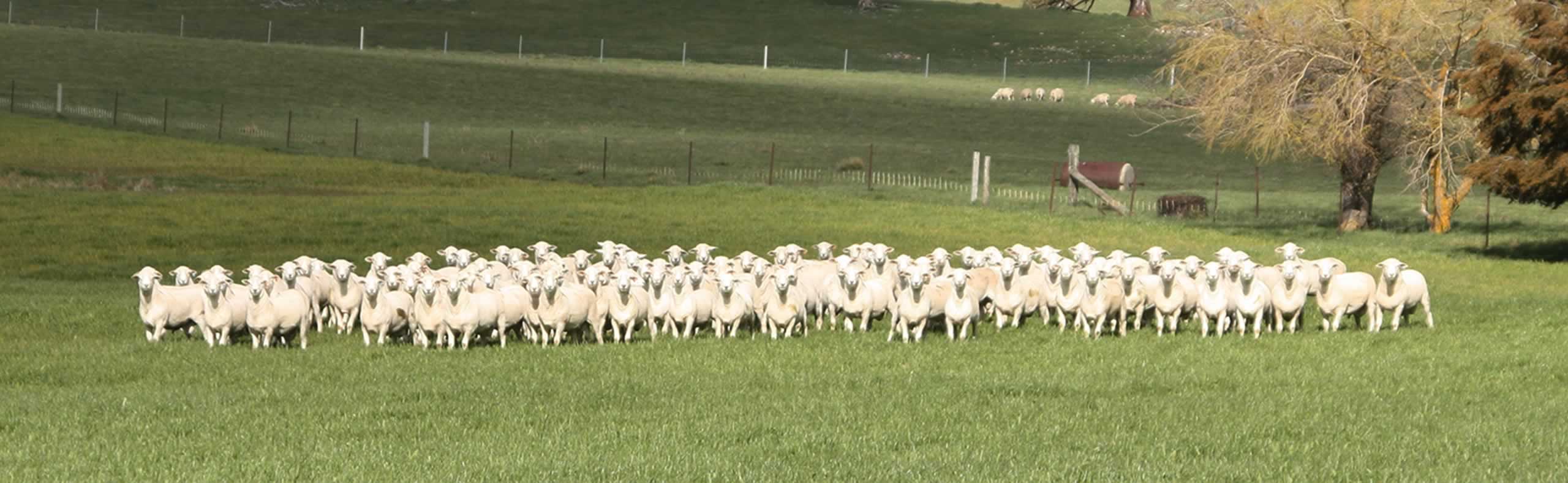 An Australian White Flock